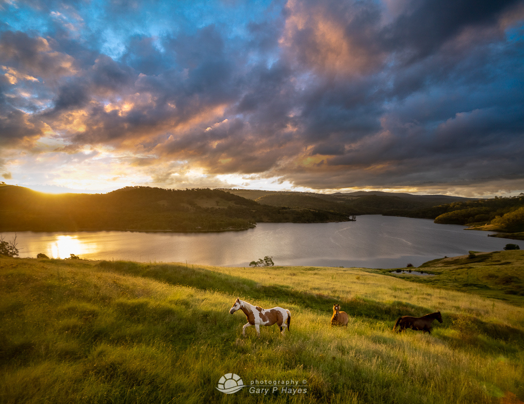 Lake-Lyell-Horse-Sunset