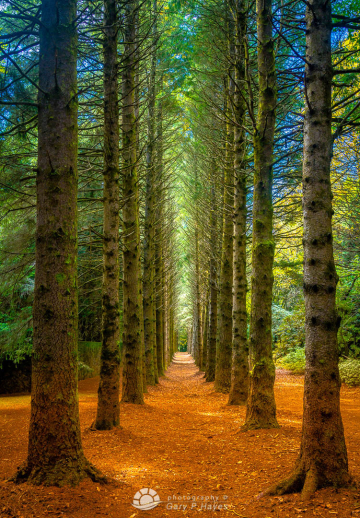 Breenhold-Pines Breenhold-Pines