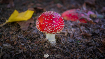 Fly-Agaric Fly-Agaric