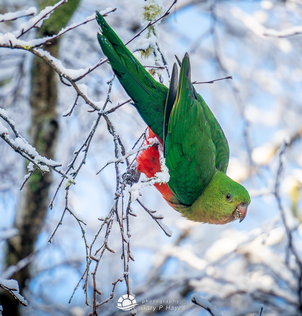 Hanging-Snow-Parrot