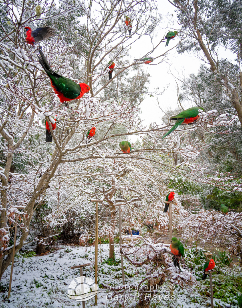 Snow-Tree-Parrots-III