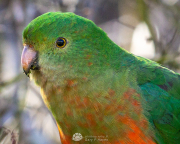 Female-Aussie-King-Parrot-Close-up