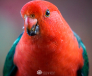 Parrot-Closeup