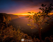 Grose-Sunburst-Tree