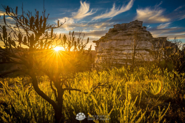 Fire-Tree-Newnes-Plateau