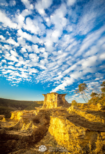 Newnes-Forest-Golden-Castle
