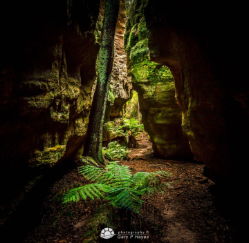 Slot-Canyon-Fern