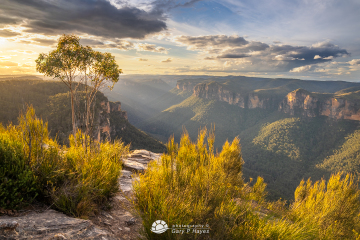 Painterly-Grose-Afteernoon-Rays