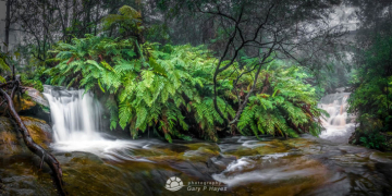 Leura-Mid-Cascades